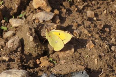 <i>Colias crocea</i>