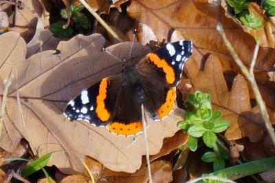 <i>Vanessa atalanta</i>
