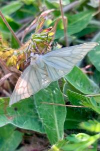 <i>Siona lineata</i>