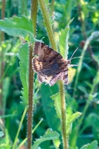 <i>Euclidia glyphica</i>