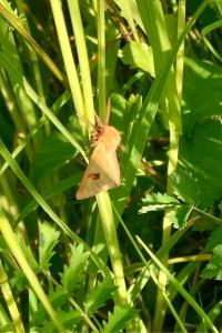 <i>Diacrisia sannio</i>