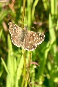 <i>Pyrgus malvae</i>