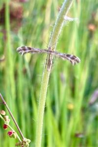 <i>Oxyptilus</i>