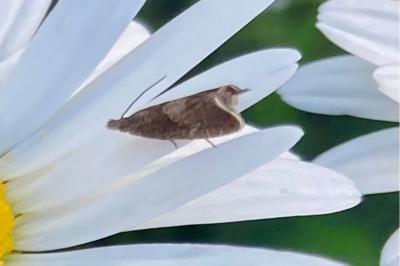 <i>Dichrorampha acuminatana</i>