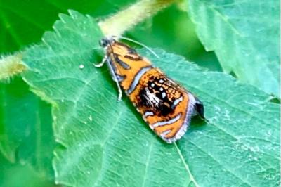 <i>Olethreutes arcuella</i>