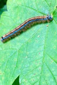 <i>Malacosoma neustria</i>