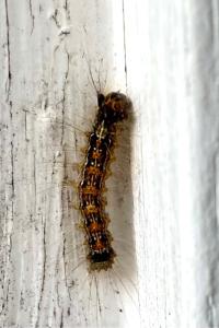 <i>Lymantria dispar</i>