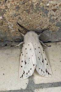 <i>Spilosoma lubricipeda</i>