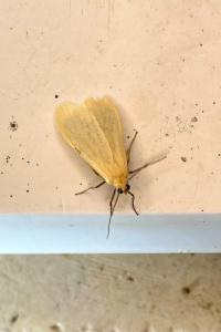 <i>Wittia sororcula</i>