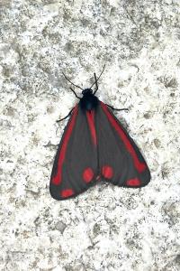 <i>Tyria jacobaeae</i>