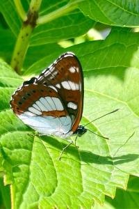 <i>Limenitis reducta</i>