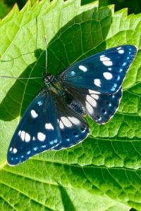 <i>Limenitis reducta</i>