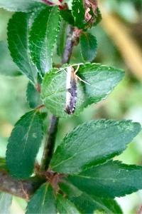 <i>Argyresthia spinosella</i>