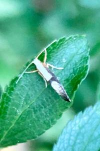 <i>Argyresthia spinosella</i>