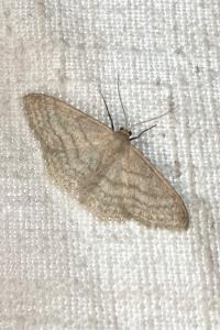 <i>Idaea subsericeata</i>