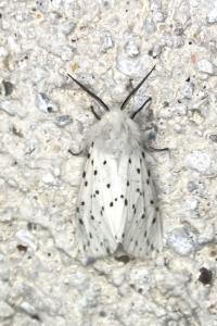 <i>Spilosoma lubricipeda</i>