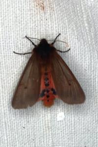 <i>Phragmatobia fuliginosa</i>