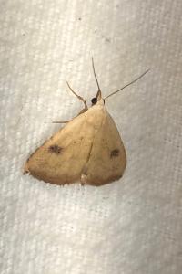 <i>Rivula sericealis</i>