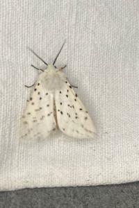 <i>Spilosoma lubricipeda</i>