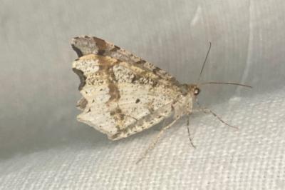 <i>Macaria alternata</i>