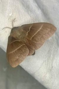 <i>Macrothylacia rubi</i>