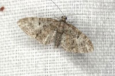 <i>Eupithecia abbreviata</i>