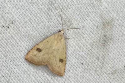 <i>Rivula sericealis</i>
