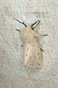<i>Spilosoma lubricipeda</i>