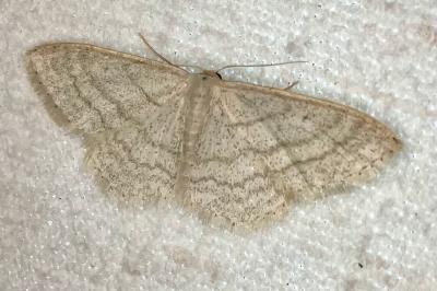 <i>Idaea subsericeata</i>