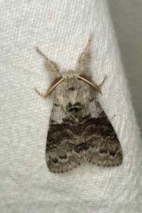 <i>Calliteara pudibunda</i>
