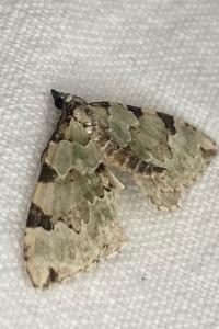 <i>Colostygia pectinataria</i>