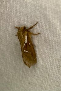 <i>Korscheltellus lupulinus</i>
