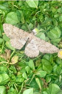<i>Hypomecis punctinalis</i>