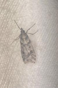 <i>Eudonia angustea</i>
