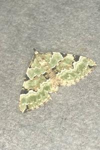 <i>Colostygia pectinataria</i>