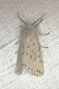 <i>Spilosoma lubricipeda</i>
