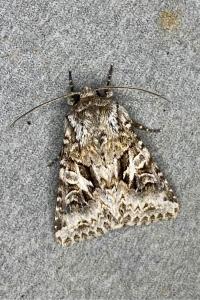 <i>Hada plebeja</i>