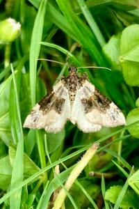 <i>Cosmorhoe ocellata</i>