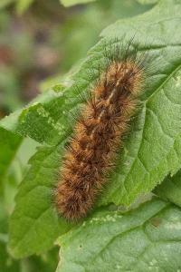 <i>Phragmatobia fuliginosa</i>