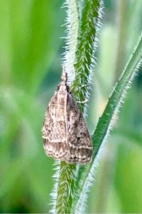 <i>Eudonia pallida</i>