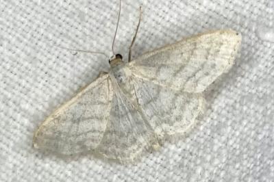 <i>Idaea subsericeata</i>