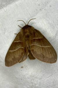<i>Macrothylacia rubi</i>