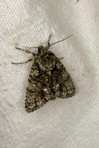 <i>Acronicta rumicis</i>