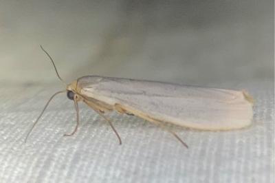 <i>Eilema caniola</i>