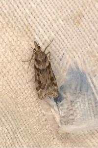 <i>Eudonia angustea</i>
