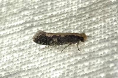 <i>Monopis crocicapitella</i>