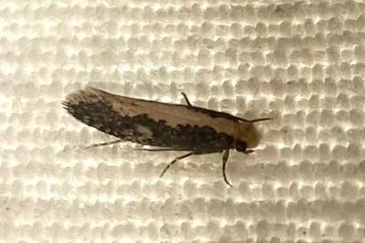 <i>Monopis crocicapitella</i>