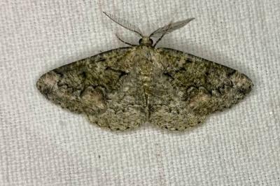 <i>Cleorodes lichenaria</i>