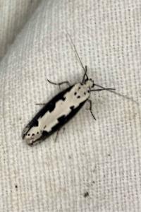 <i>Ethmia bipunctella</i>