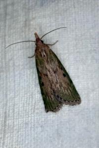 <i>Aphomia sociella</i>